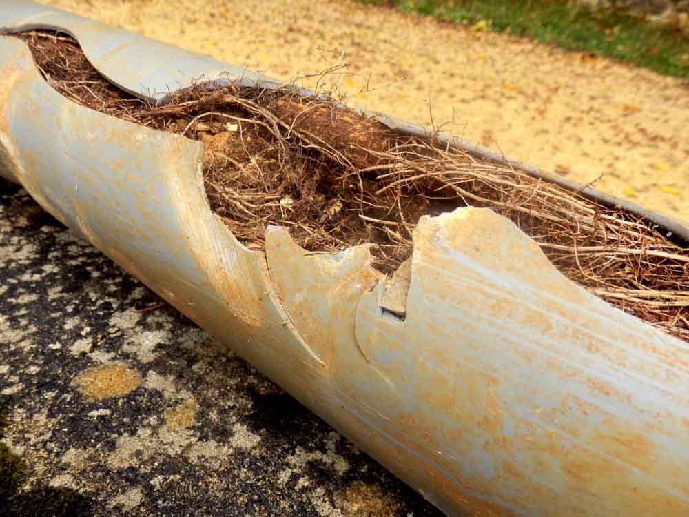 a sewer pipe severely damaged by tree roots